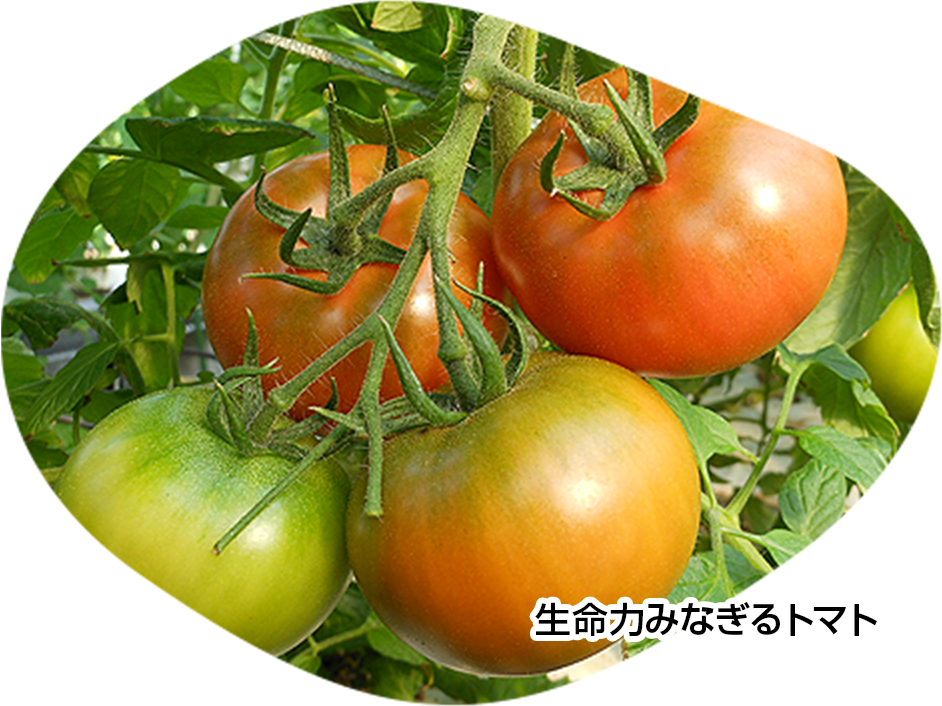 生命力みなぎるトマト